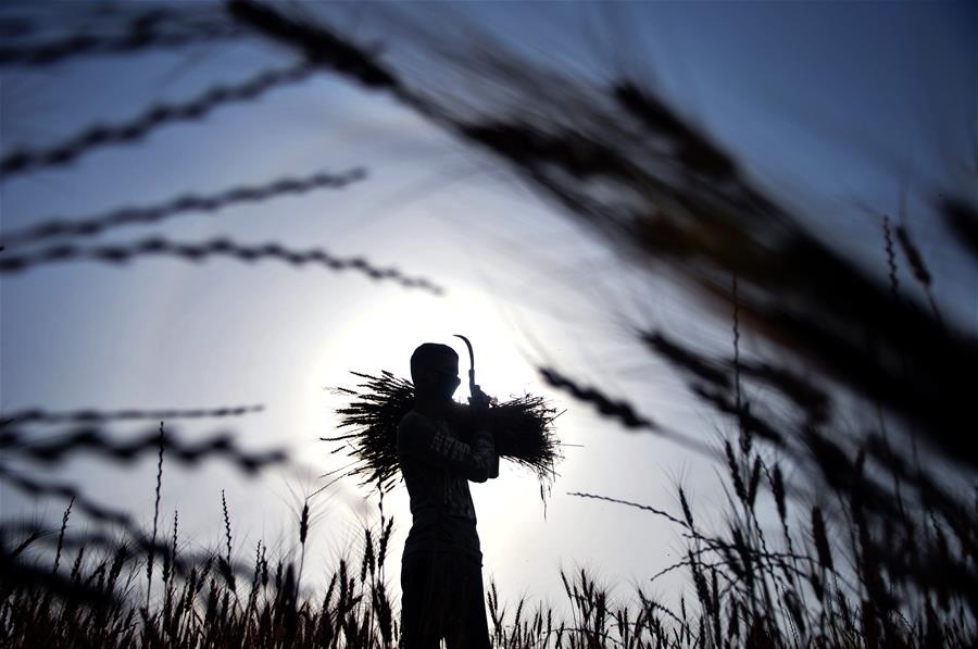 Cachemira: Agricultores cosechan trigo en Jammu