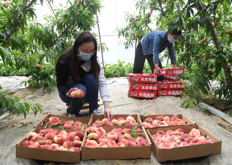 Durazno plano de aldea Cuijiazhuang de distrito Pinggu ha entrado en la temporada de cosecha
