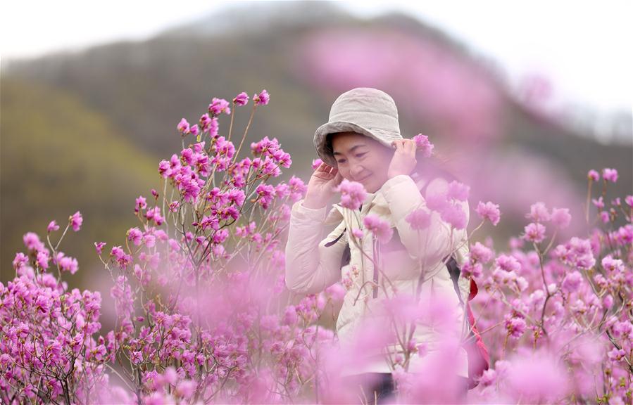 Liaoning: Flores de azalea en la aldea Huangling en Anshan