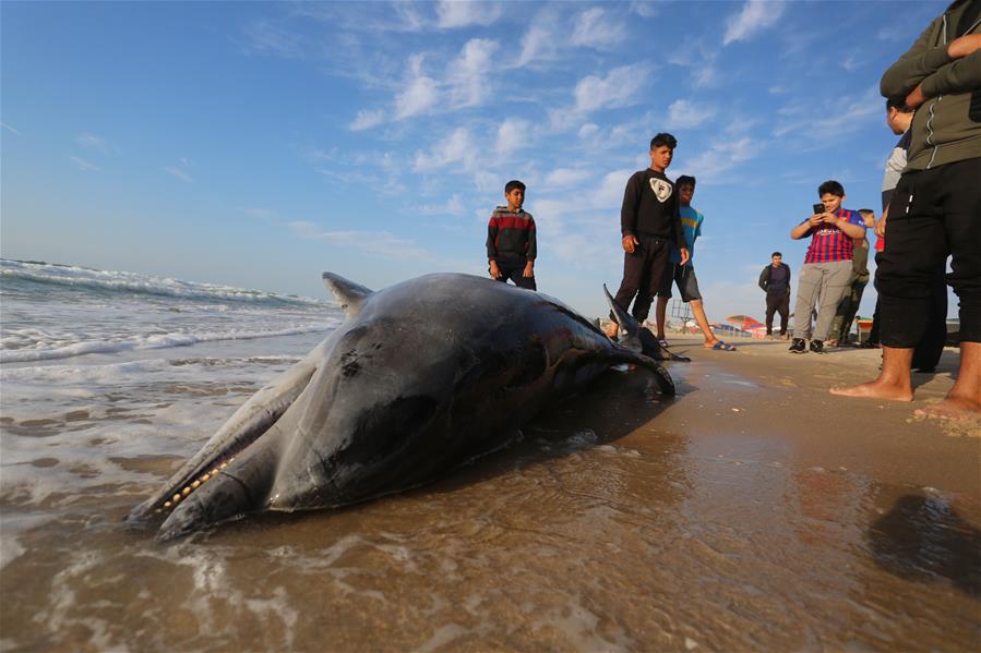 Delfín muerto en una playa en la ciudad al sur de la Franja de Gaza de Khan Younis