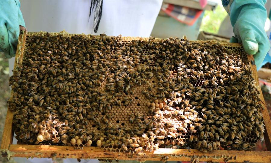 Afganistán: Granja de abejas en Pul-e-Khumri