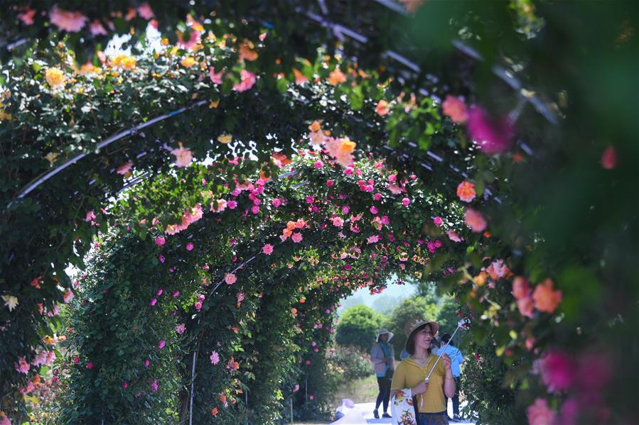 Zhejiang: Jardín de rosas en municipio de Lingqiao de Hangzhou