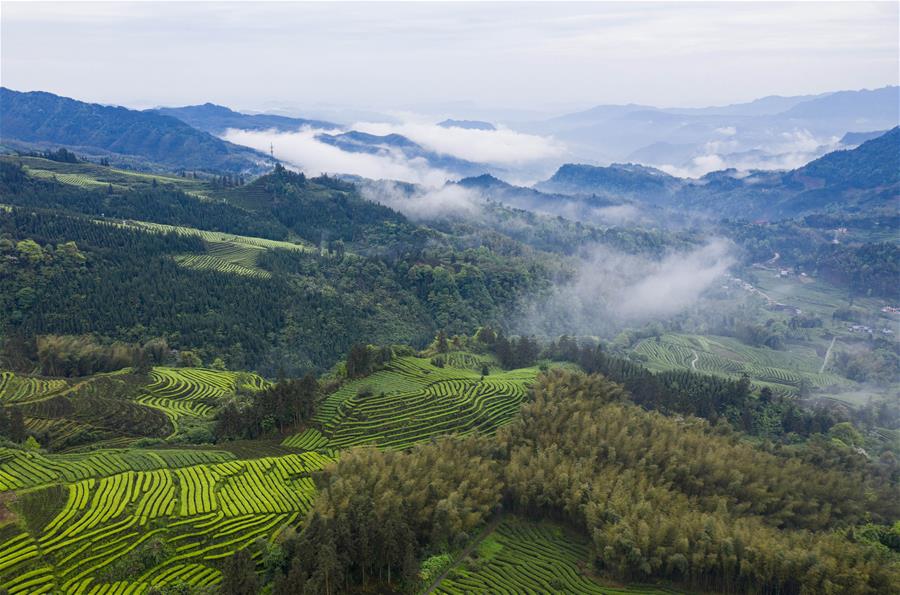 Sichuan: Paisaje de plantación de té Luming en distrito de Gongxian