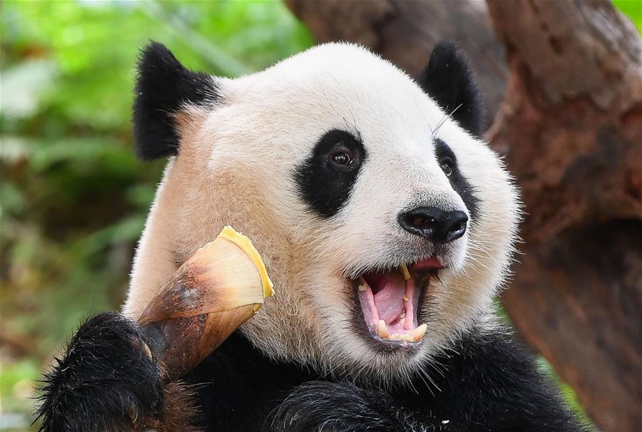 Parque Safari Chimelong en Guangzhou reabre al público