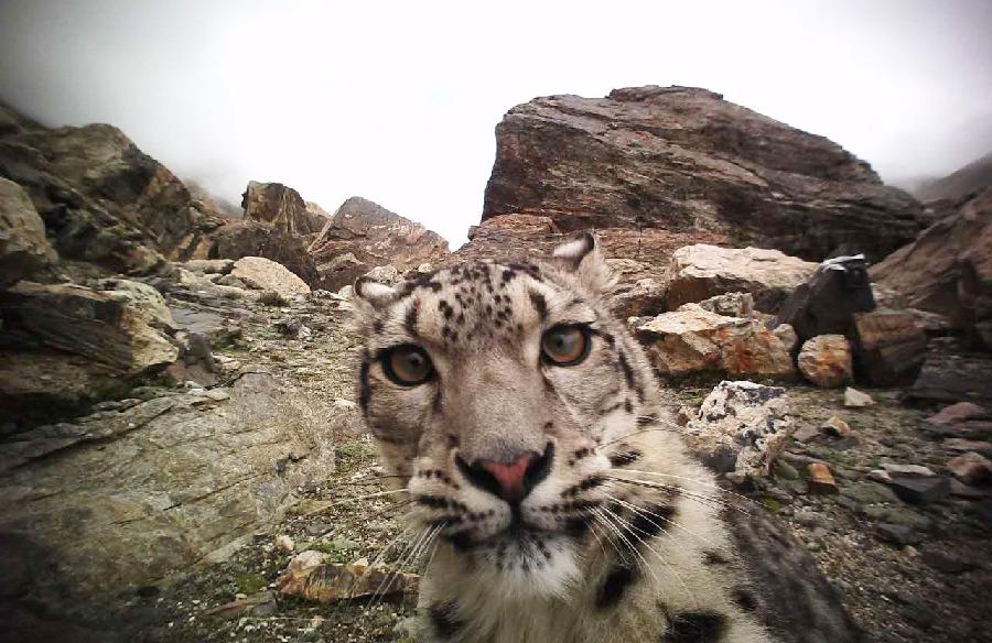 Tíbet: Fauna silvestre en la Reserva Natural Nacional del Monte Qomolangma