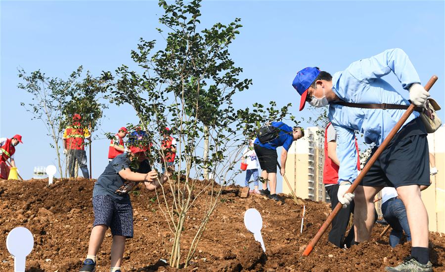 Personas participan en actividad organizada para plantar árboles en Haikou