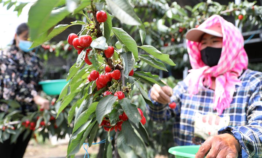 Liaoning: Tai'an alienta a agricultores a cultivar frutas y verduras en invernaderos