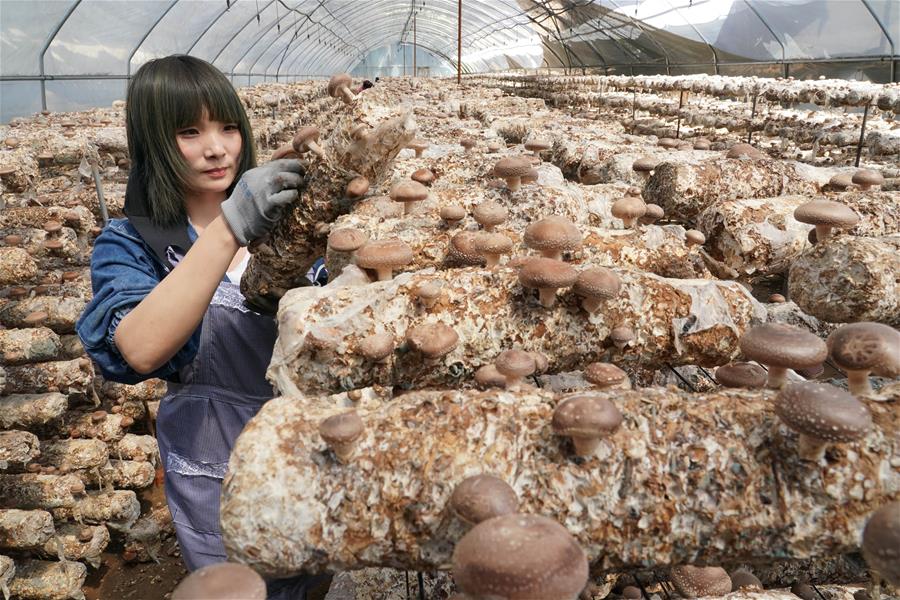 Hebei: Industria de plantación de hongos en municipio de Louzhangzi