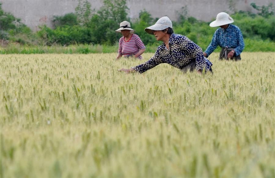 Campo de trigo en Xingtai, Hebei