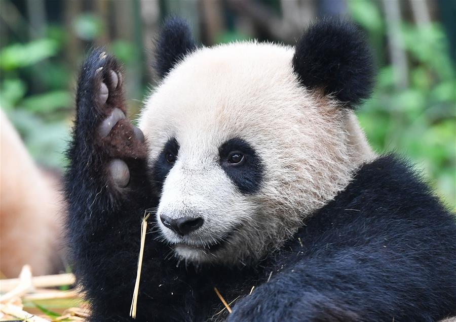 Pandas gigantes en Parque Safari Chimelong en Guangzhou