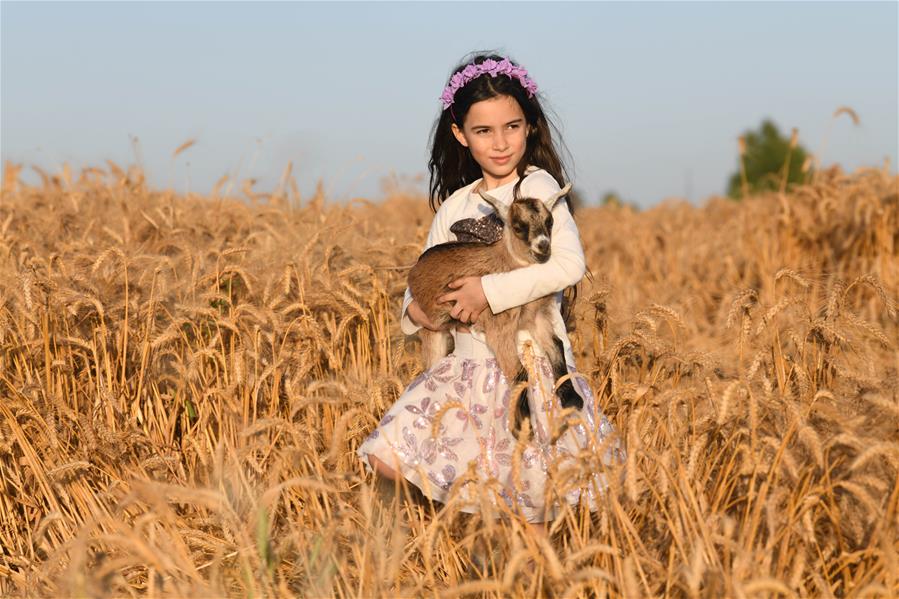 Niños israelíes juegan en un campo de trigo en Hafetz Haim, Israel