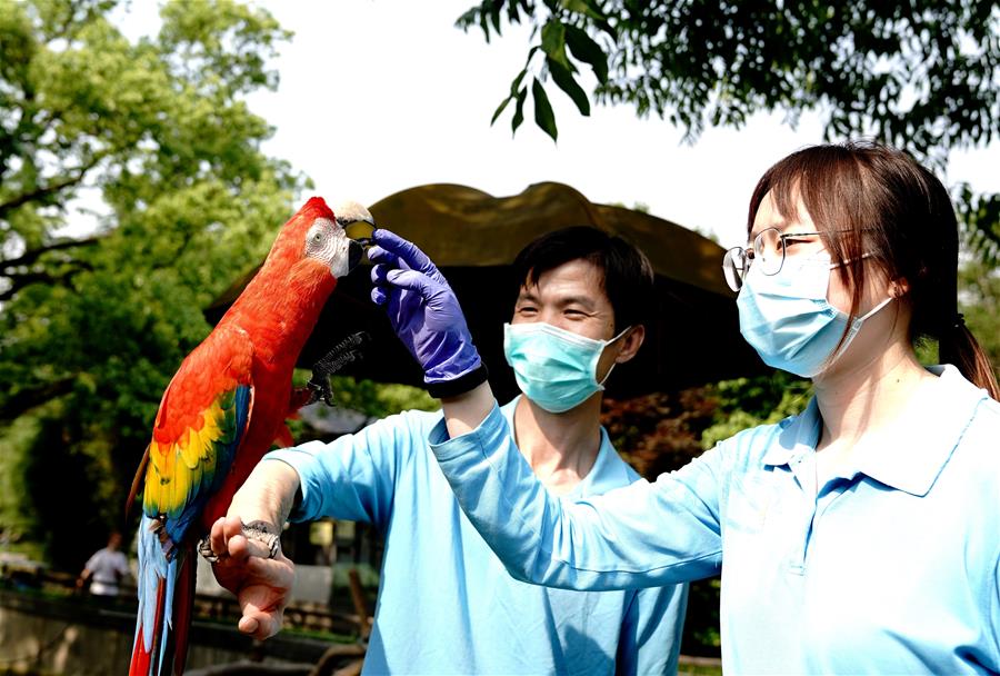 Hospital veterinario del zoológico de Shanghai realiza examen físico periódico de los animales