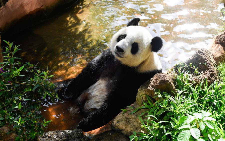 Hainan: Alimentos especiales y juguetes para pandas gigantes en Día Internacional del Niño