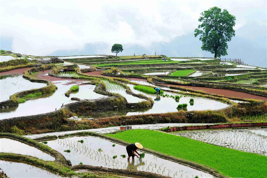 Guangxi: Agricultores trabajan en campos aterrazados en Longsheng