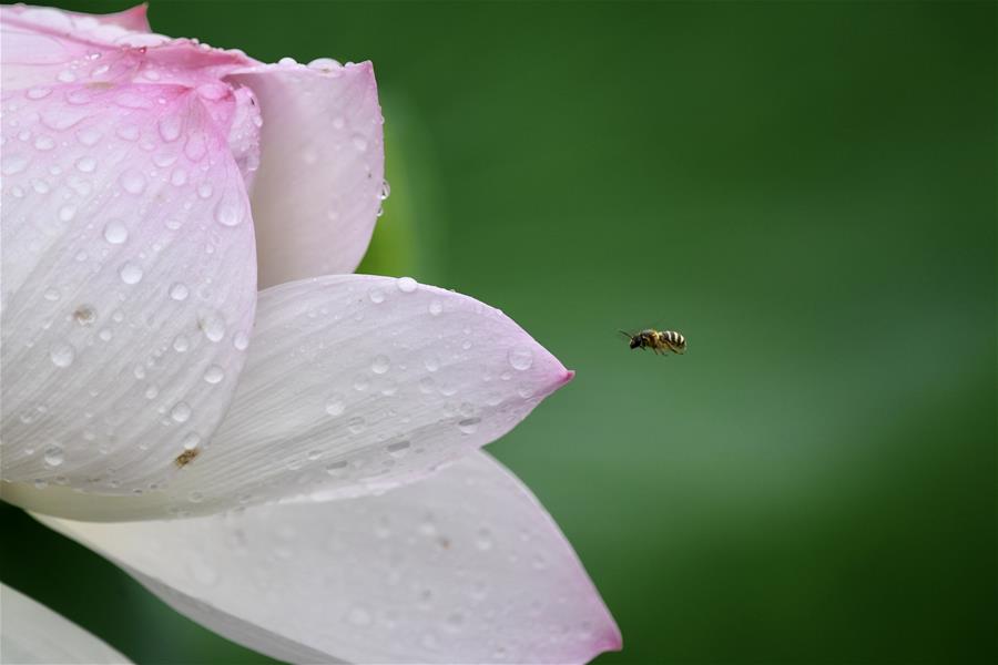 Flores de loto en parque Jinshan en Fuzhou