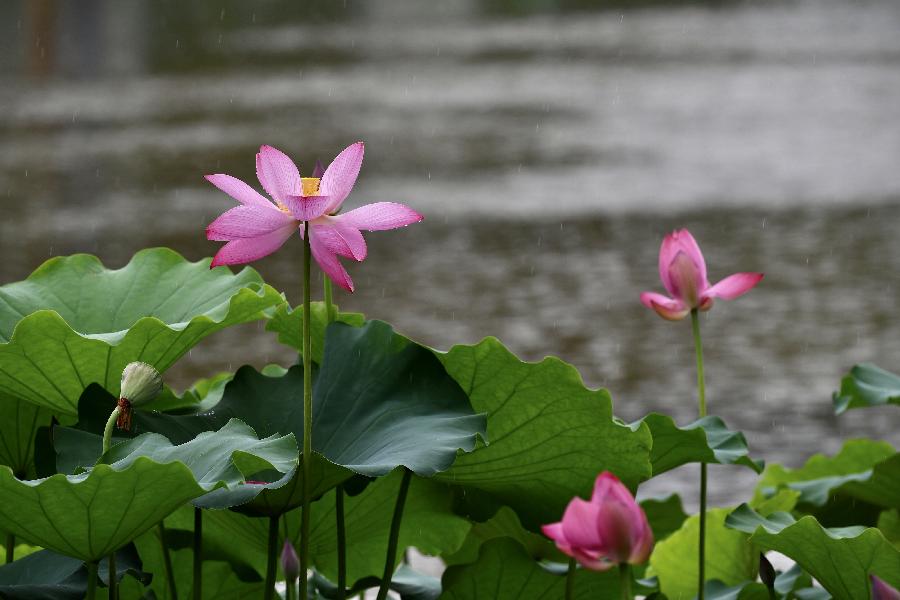 Flores de loto en parque Jinshan en Fuzhou