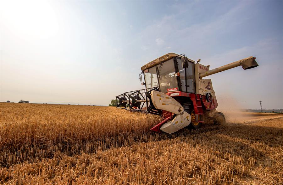Hebei: Cosechan trigo en campo