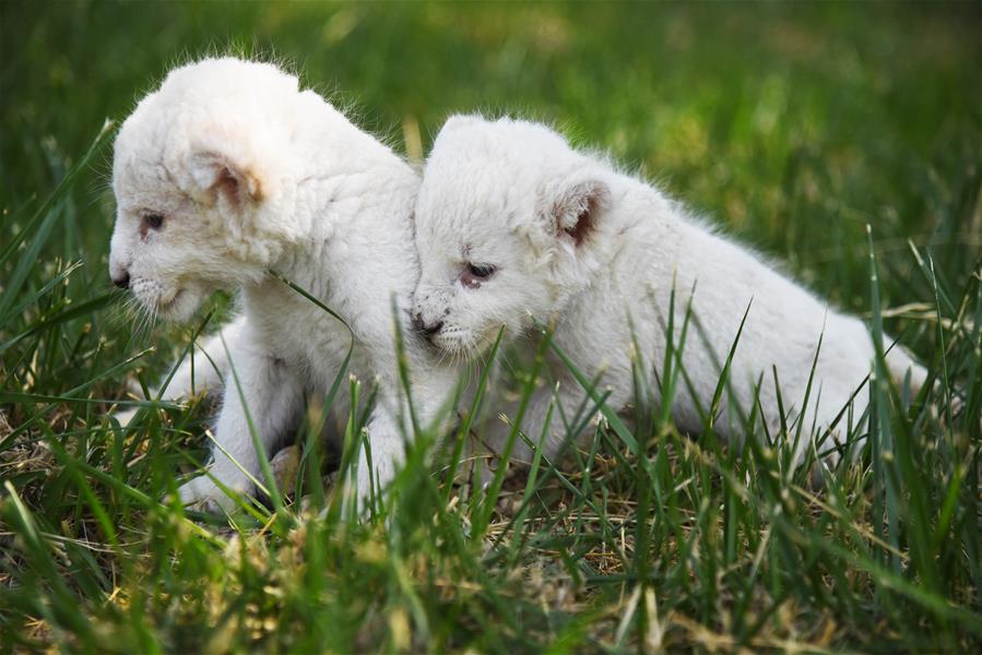 El Mundo Salvaje de Jinan celebra el primer mes de nacimiento de cachorros de león blanco