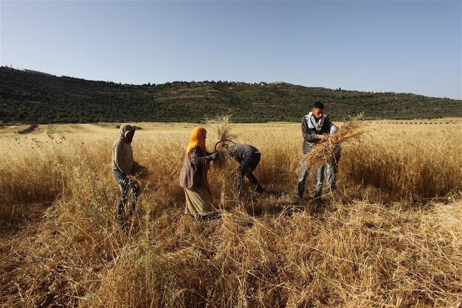 Palestinos cosechan trigo en la ciudad de Naplusa