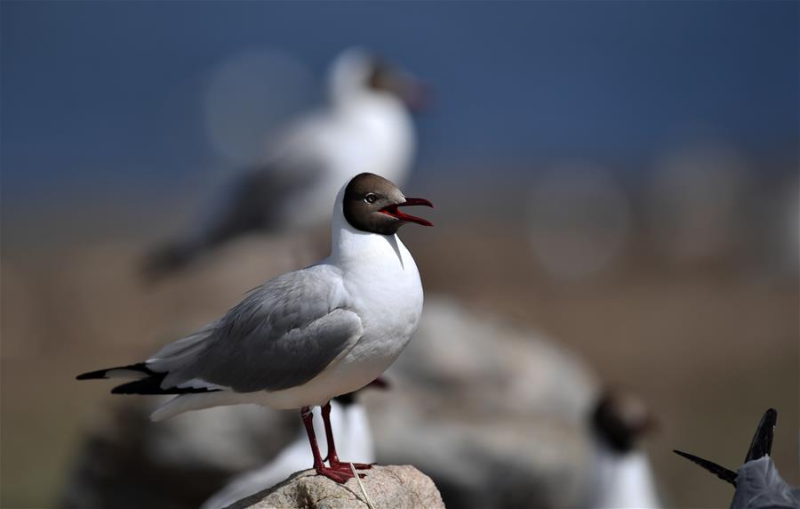 Tíbet: Gaviotas centroasiáticas en isla de pájaros en Amdo