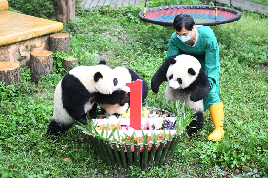 Zoológico de Chongqing celebra fiesta de cumpleaños para cuatro pandas gigantes de un año de edad