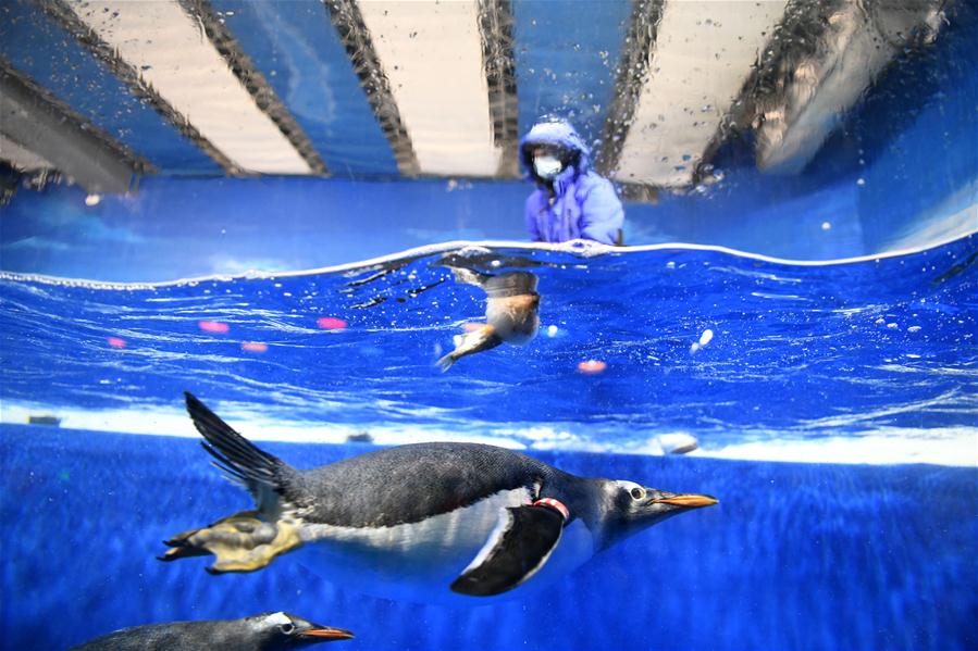 Heilongjiang: Parque acuático prepara "Zongzi de Pescado" para pingüinos en Harbin