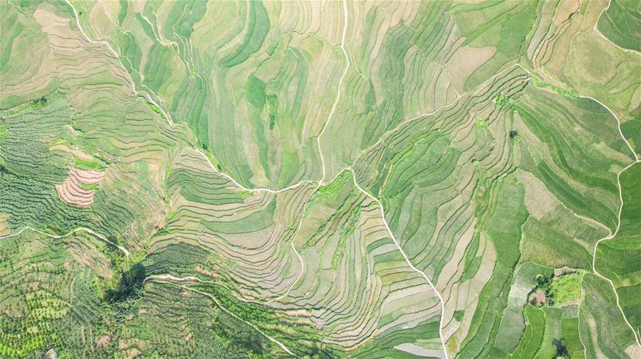 Paisaje de campos aterrazados en Guizhou