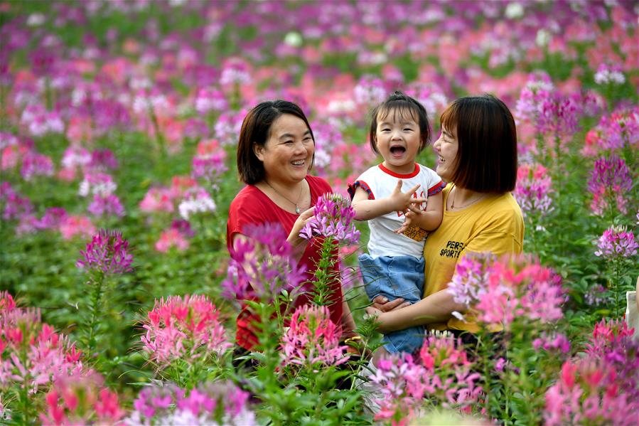 Shaanxi: Personas disfrutan su tiempo en campo de flores en Hanzhong
