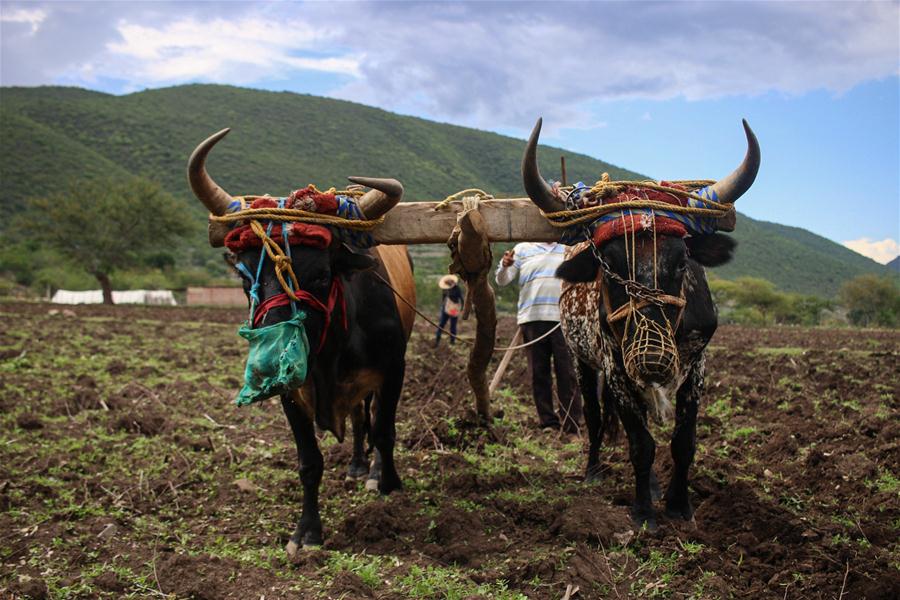 México: Agricultores trabajan en un campo en Apango