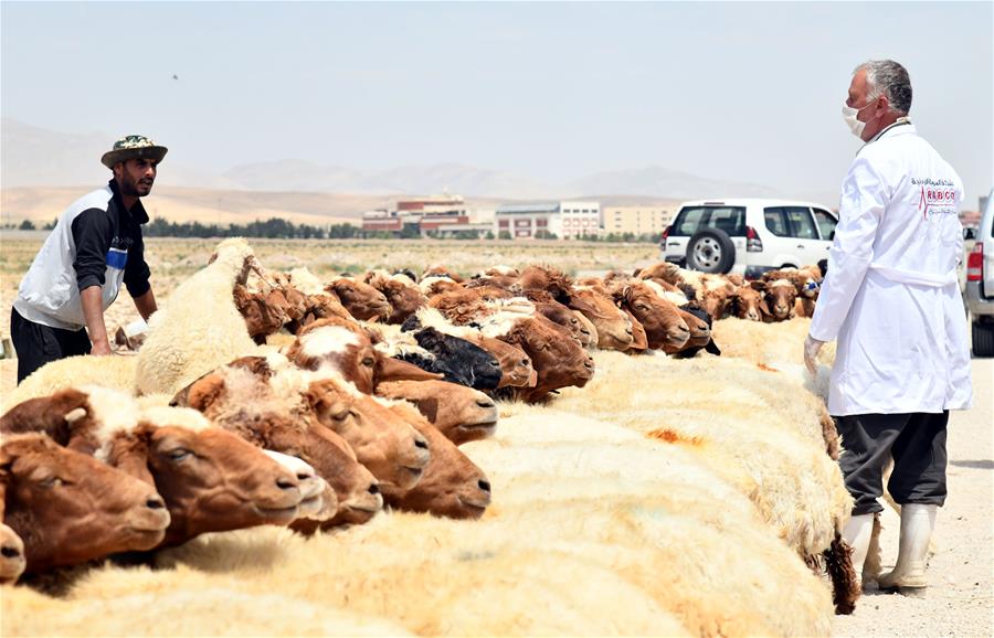 Vacunación de ovejas contra plaga de ovejas y cabras en Damasco