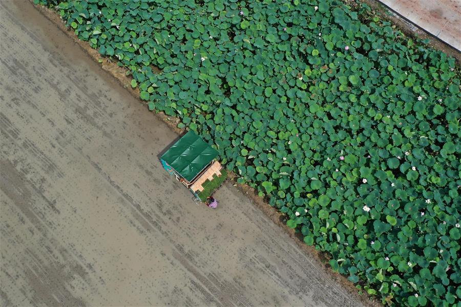 Granjeros trabajan en campos en aldea Taijiu, Hunan