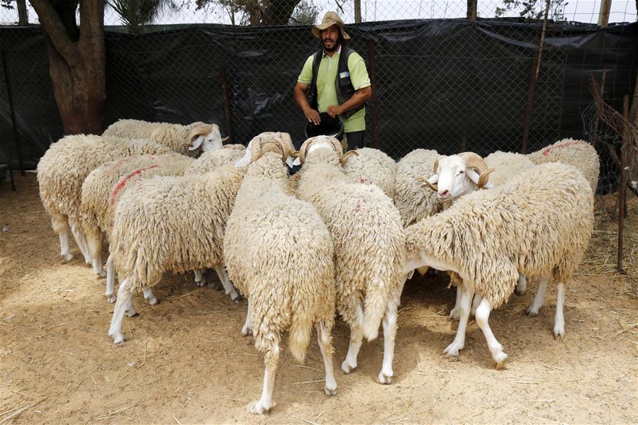 Puesto que vende ovejas vivas cerca de Eid al-Adha en Argel, Argelia