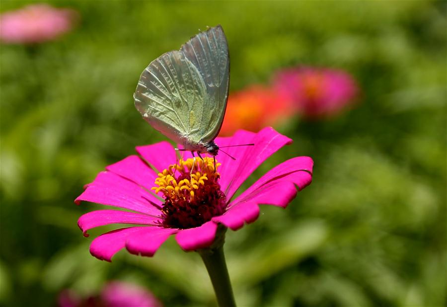 Myanmar: Mariposa recolecta polen en afueras de Yangón