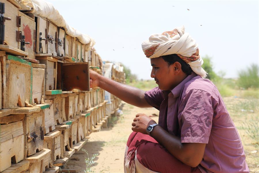 Apicultores revisan apiarios de madera en Yemen
