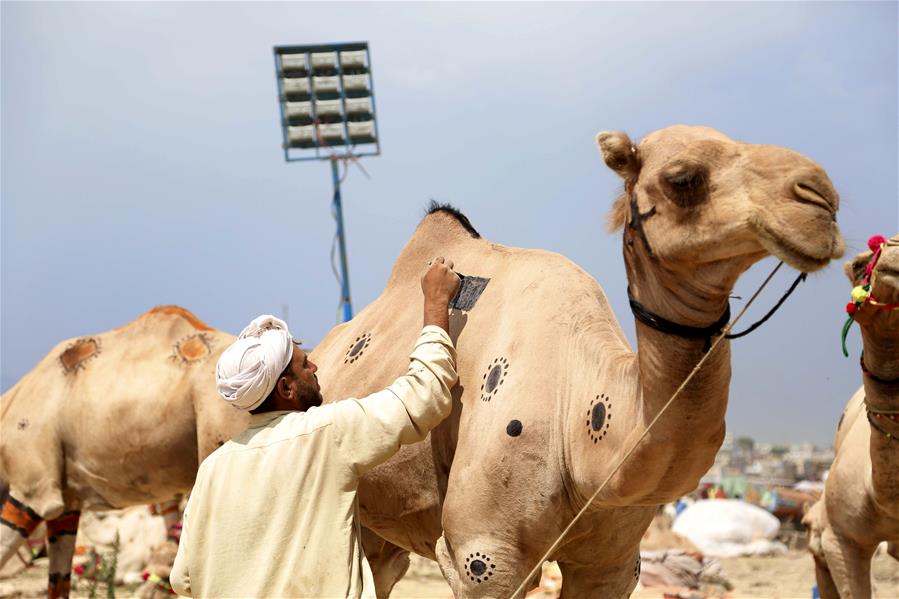 Comerciante decora camello para atraer clientes previo al festival de Eid al-Adha en Pakistán