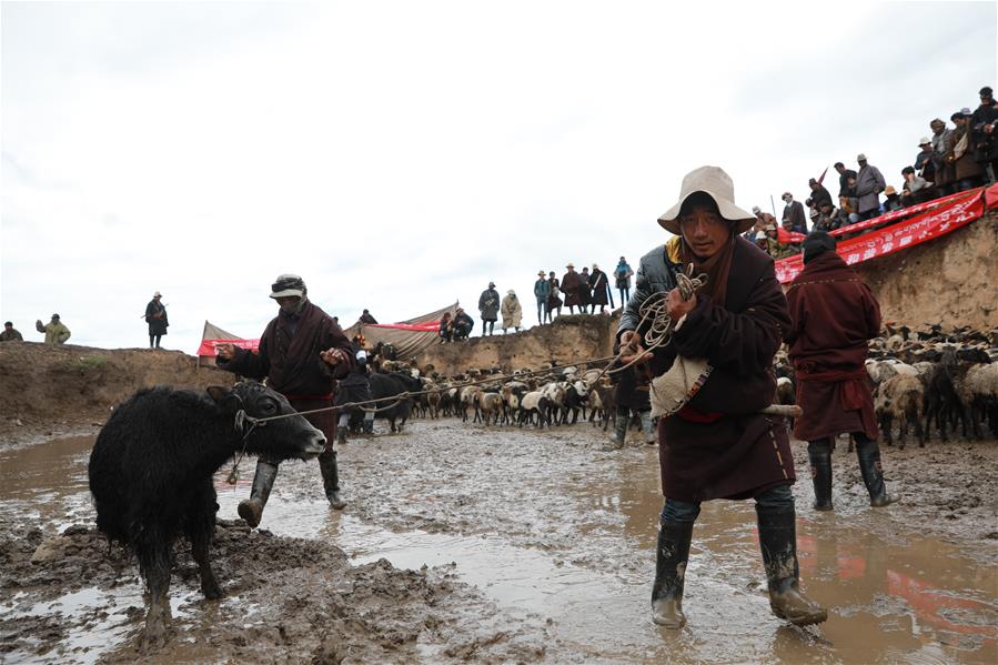 Gansu: Pasto en poblado de Koce, área para reunir ganado perdido y encontrado con dueños