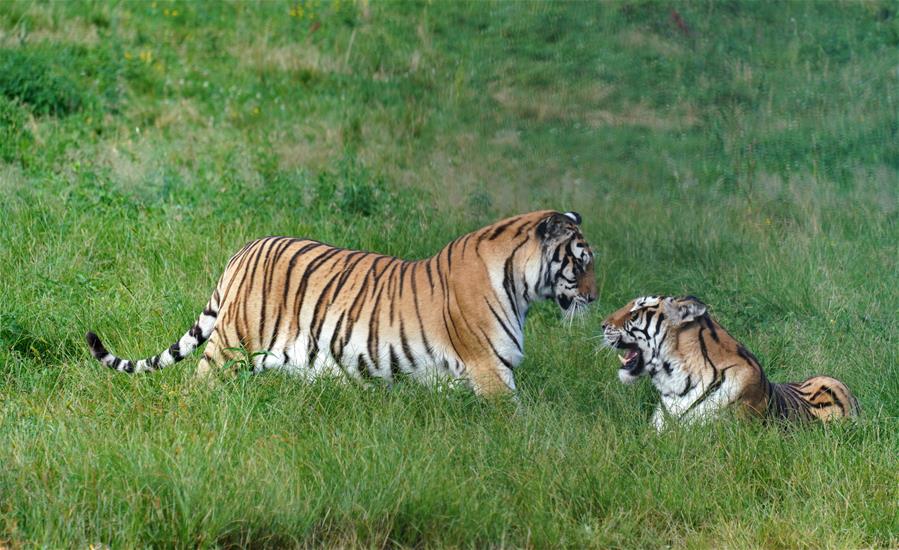 Parque de tigres siberianos de Hengdaohezi en Heilongjiang