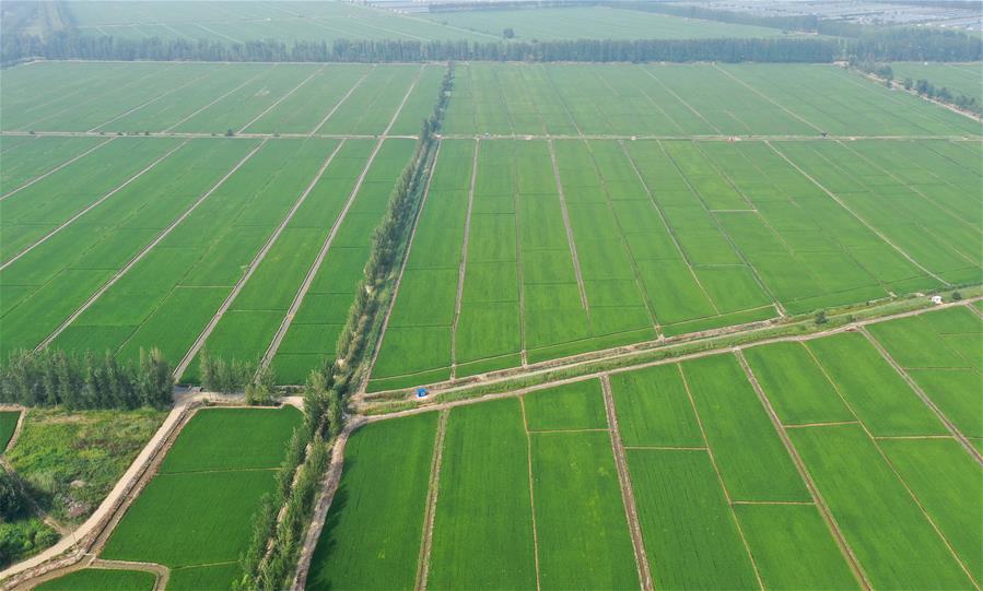 Liaoning: Ciudad de Panjin desarrolla modalidad de agricultura ecológica de cangrejos y arroz