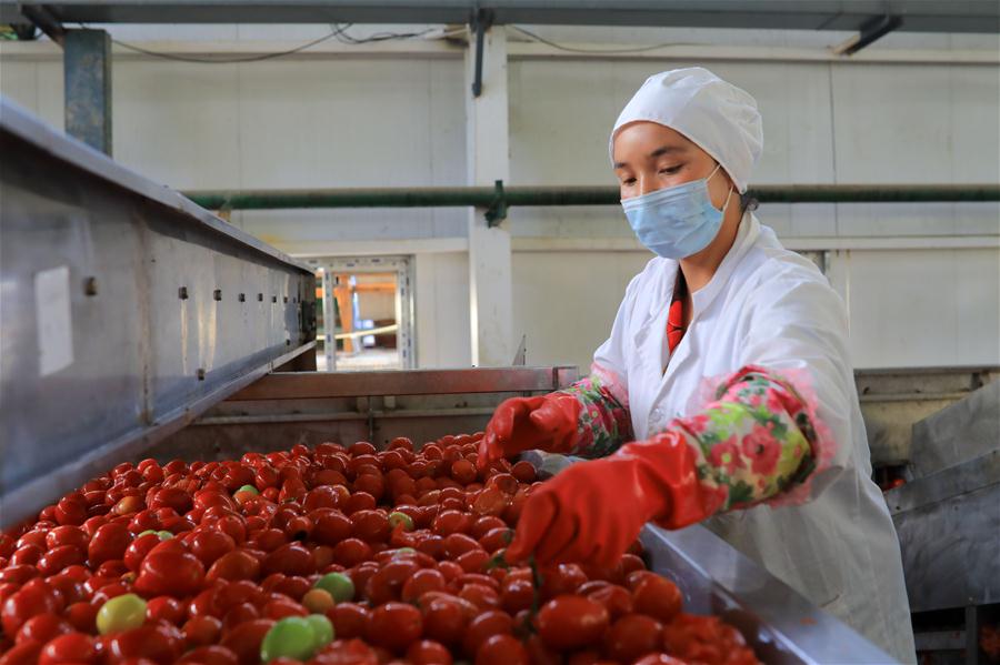 Cosechan tomates en distrito de Bohu, Xinjiang