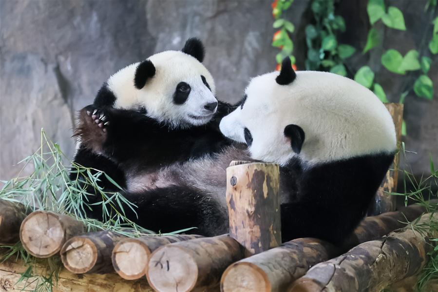 Campaña de recolección de nombres para cachorro de panda gigante macho en Shanghai