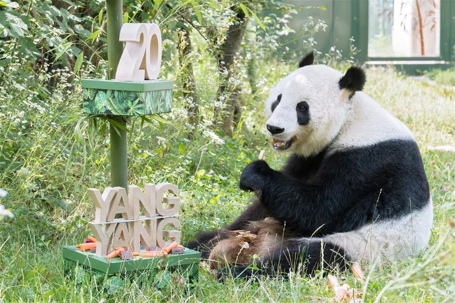Celebración de cumpleaños número 20 de panda gigante Yang Yang en Austria