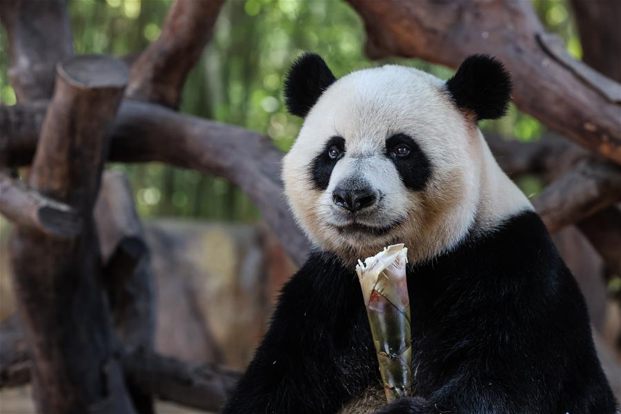 Pandas gigantes en Parque Safari Chimelong en Guangdong
