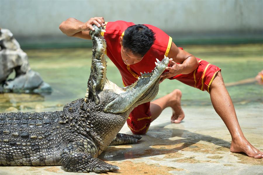 Espectáculo en Granja y Zoológico de Cocodrilos en Bangkok, Tailandia