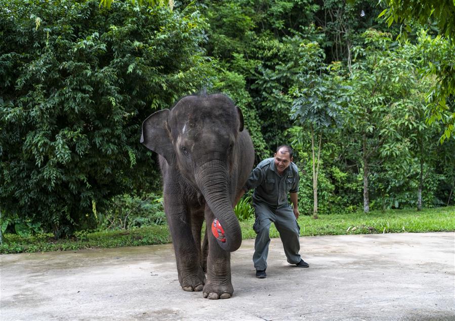 Celebración de cumpleaños número 5 de un elefante asiático rescatado en Yunnan