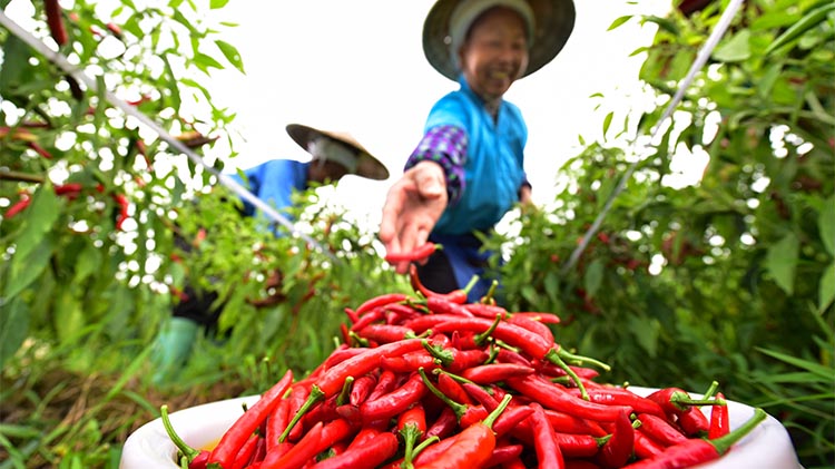 Guizhou: F&aacute;bricas de chile estandarizadas ayudan a reducir pobreza en distrito de Longli