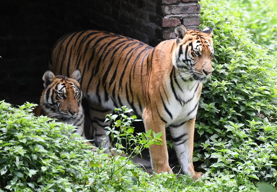 Tigres del sur de China en Reserva Natural de la Montaña Meihua en Fujian