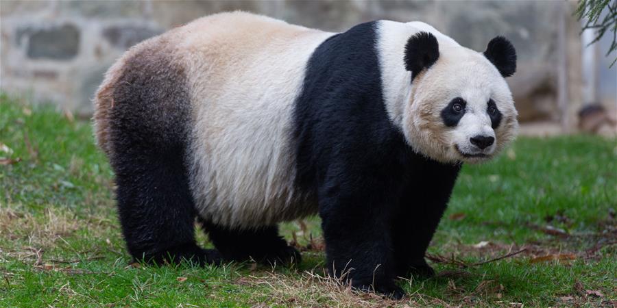 Panda gigante Mei Xiang da a luz a un cachorro en el Zoológico Nacional del Smithsonian, Estados Unidos