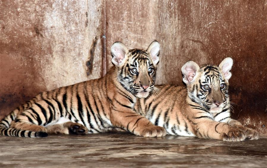 India: Zoológico en Guwahati recibel nacimiento de un cachorro de león y dos de tigre