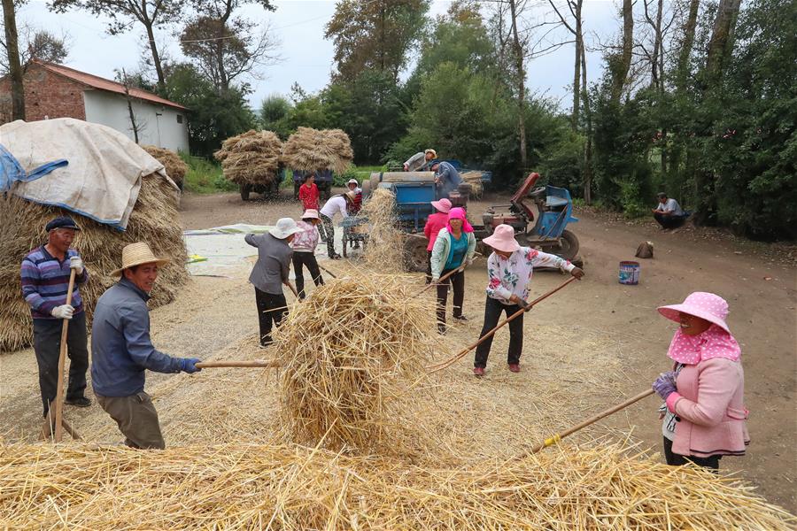 Aldeanos trillan trigo en aldea de Yuangudui, Gansu