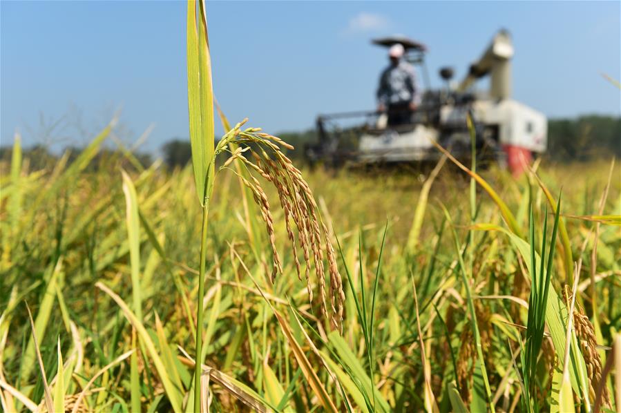 Anhui: Arrozales de Feidong entran en temporada de cosecha